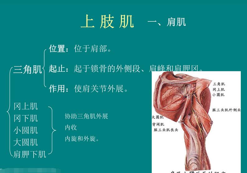 中山大学人体解剖学精品课程百度云资源（36课时）-吾爱学吧