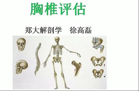 郑大·徐高磊：人体姿势评估与解剖学分析（进阶）-吾爱学吧